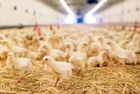 10 Tahapan Merawat DOC Ayam Broiler Agar Tidak Rugi