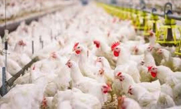 7 Cara Ternak Ayam Broiler dan Keuntungan Harus Anda Ketahui