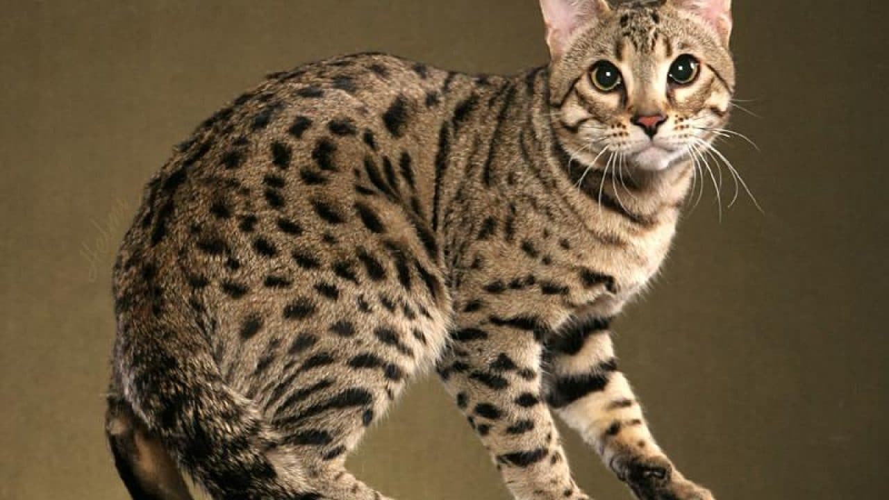 10 Cara “Paling Efektif” Memelihara Kucing Hutan Agar Jinak