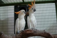 24++ Harga burung parkit jambul kuning terbaru