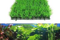 Cara Menanam Tanaman Hair Grass Aquascape Tanipedia Co Id