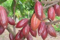 Tanaman Kakao - Cara Menanam, Merawat dan Cara Mengatasi Hama