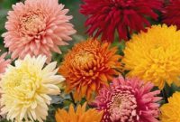 11 Cara Menanam Dan Merawat Bunga Seruni Agar Dapat Tumbuh