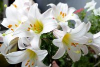 6 Cara Merawat Bunga Lily Putih Dengan Mudah Supaya Selalu Merekah