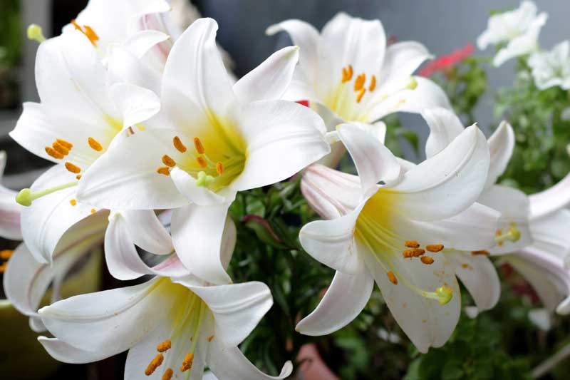 Paling Bagus 30+ Gambar Bunga Tulip Dan Ciri Cirinya - Koleksi Bunga HD