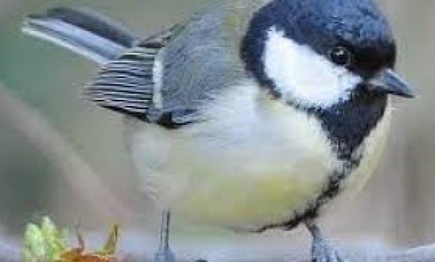 9 Makanan “Penting” Tambahan Untuk Burung Gelatik