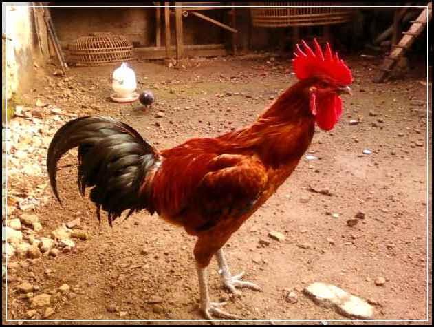 13 Cara Merawat Ayam Pelung Agar Rajin Berkokok
