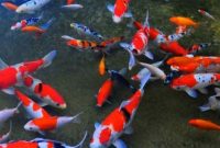 Cara Budidaya Pembesaran Ikan Koi