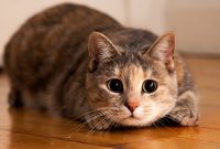 13 Tanda Dehidrasi pada Kucing yang Perlu di Waspadai