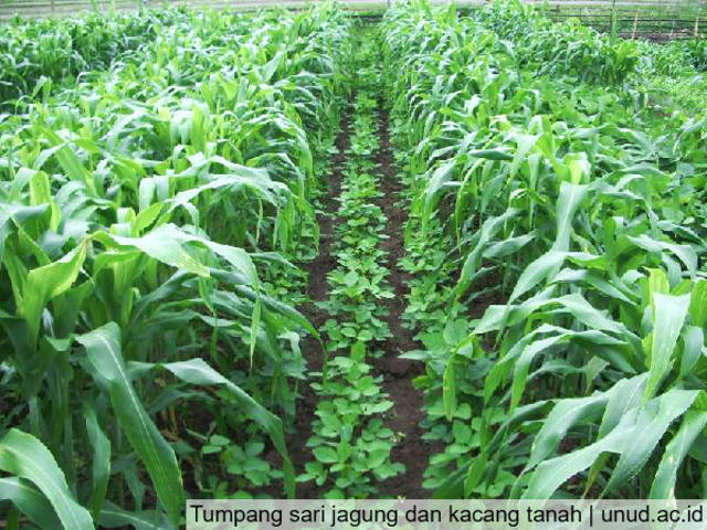 Cara Menanam Jagung Agar Hasil Mencapai 8 10 Ton Ha Teknikbudidaya Com