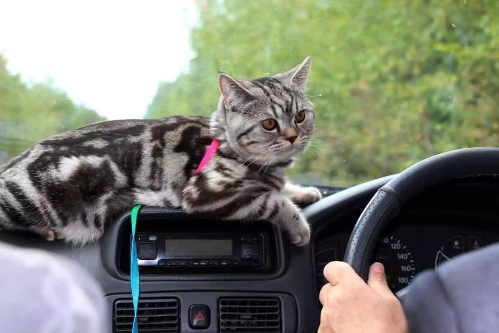 Tips Membawa Kucing Perjalanan Jauh